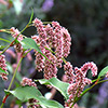 Persicaria acuminata