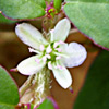 Trianthema portulacastrum