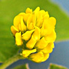 Medicago lupulina