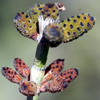 Equisetum ramosissimum