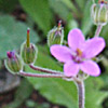 Erodium malacoides