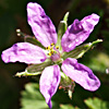 Erodium moschatum