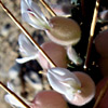 Astragalus spinosus