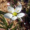 Spergula arvensis