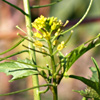 Sisymbrium erysimoides