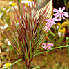 Bromus rubens