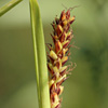 Carex flacca