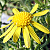 Senecio glaucus