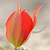 Tulipa systola