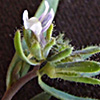 Linaria micrantha