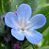 גלעינית זעירת-פרחים
