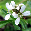 Cardamine hirsuta