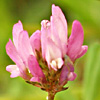 Trifolium glanduliferum