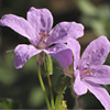 Erodium laciniatum