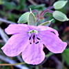 Erodium subintegrifolium