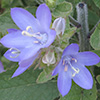 Campanula  peregrina 