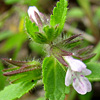 Stachys arvensis