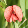 Lathyrus marmoratus