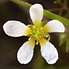 Ranunculus trichophyllus