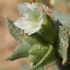 Nonea philistaea