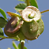 Medicago italica