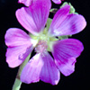 Lavatera bryoniifolia