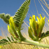 Astragalus sparsus