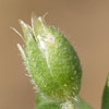 Stellaria pallida