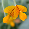 Coronilla repanda