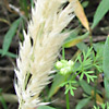 Trisetaria linearis