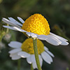 Anthemis  pseudocotula