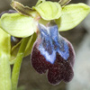 Ophrys iricolor