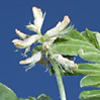 Astragalus hamosus