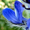 Lupinus micranthus