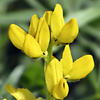 Lupinus  luteus