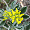 Medicago marina