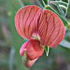 Lathyrus pseudocicera