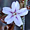 Limonium galilaeum