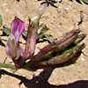 Astragalus peregrinus