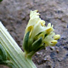 Reseda luteola