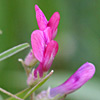 Vicia monantha