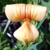 Lathyrus gorgonei