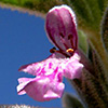 Stachys aegyptiaca