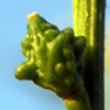 Ochthodium aegyptiacum