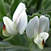 Ononis biflora