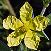 Helianthemum ledifolium