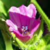 Geranium dissectum