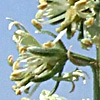 Reseda alba