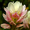 Trifolium philistaeum