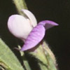 Lathyrus insconpicuus